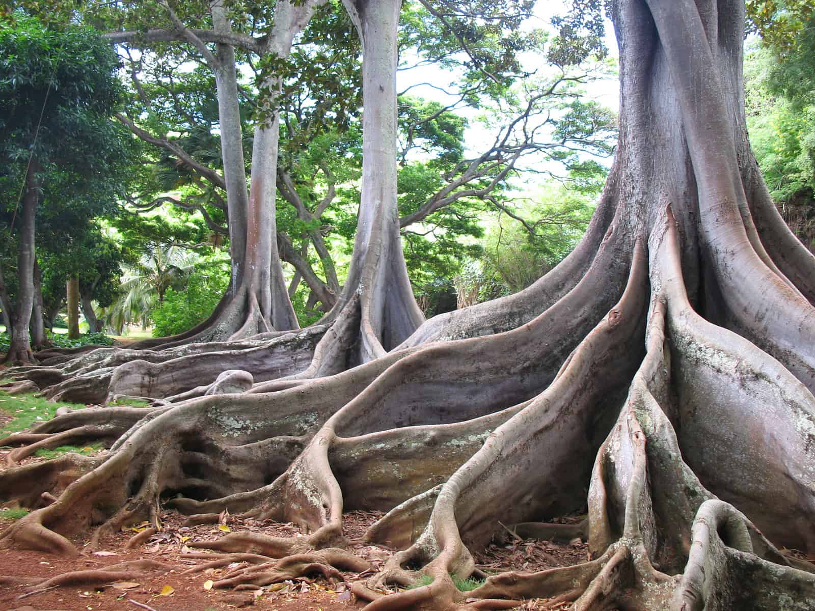 Nurturing the Roots – FWAA Membership 